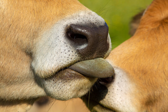 Langue de vache Aubrac 