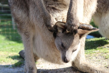 Joey baby kangaroo sleeping in pouch in Australia