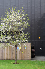 Tree in Flower Seen against Metal Cladding of  New Building 