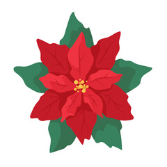 Poinsettia in cartoone style. Christmas botanic. Flat vector illustration isolated on white background.