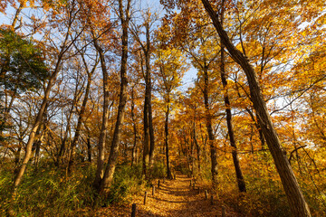 Obraz premium 紅葉に染まる浅間山の遊歩道