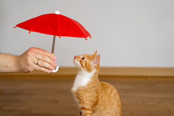 Animal Insurance Concept. Housing for homeless animals. Shelter, adopt a pet. Beautiful funny kitten, umbrella and owner