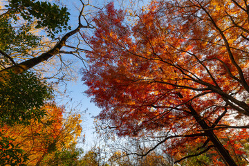 浅間山公園の紅葉
