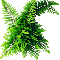 A lush Boston Fern with vibrant green fronds, gracefully placed on a white background