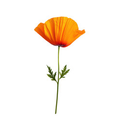 Isolated Orange Poppy Flower on White Background Transparent Background