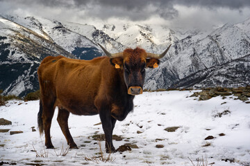 Lonely calf grazing in the snow in Sierra Nevada, Granada. Andalusia, Spain