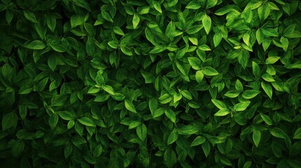 Lush Green Foliage, Dense Leaf Texture, Natural Background.