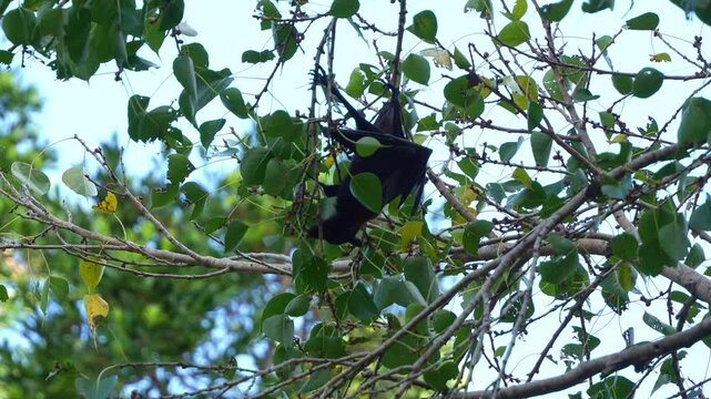 Little red flying-fox (Pteropus scapulatus) hanging upside down from a tree branch, grasping on the branches, foraging for fruits, close up shot.