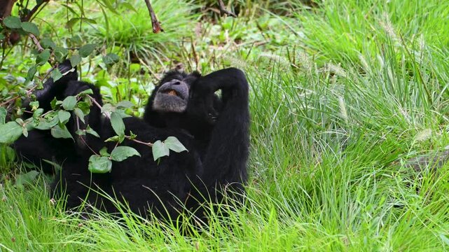 Black monke laying on back eating in tall grass
