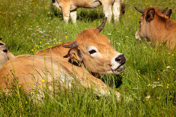 Vache d'Aubrac couchée dans les fleurs