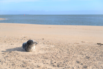 Seal at the Dutch beach