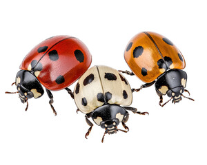 Colorful ladybugs with distinct patterns on their shells, showcasing red, white, and orange hues. These insects are often associated with good luck and are commonly found in gardens