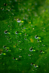 water drops on green leaf micro photography