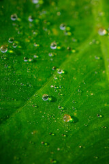 water drops on green leaf micro photography