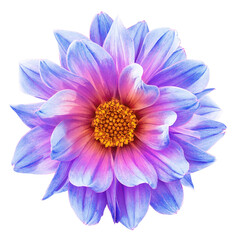 Obraz premium Dahlia flower on isolated background with clipping path. Closeup. Nature. Transparent background. 