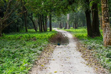 Male Peacock Displaying Open Wings on a Jaldapara National Park Safari Trail © CLICK ON THE WAY