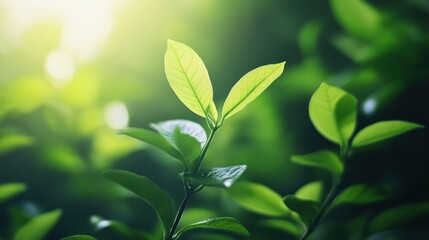 Vibrant Green Leaves Illuminated by Sunlight.