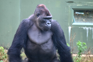 動物園のニシゴリラ © gotoshoji