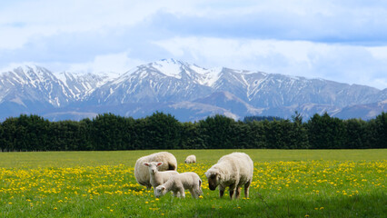 Fototapeta premium Cute sheep on flower field 