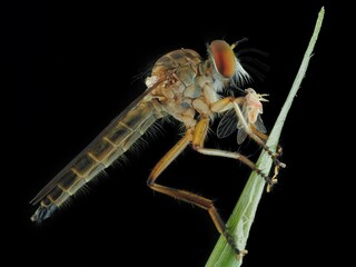 Robberfly with prey