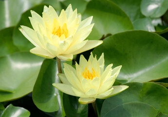 Yellow Water Lillies with Green pads at Pond in Indianapolis, IN, USA