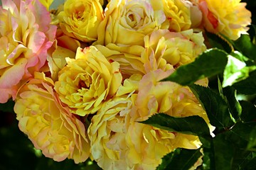 Bright yellow with a pinkish tint large inflorescence of roses
