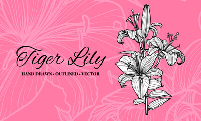 Obraz premium Hand drawn vector outline of tiger lily flowers with petals and leaves. Elegant black outline of a summer flower on an elegant template.These assets are outline only. Easy to edit and ready to be used