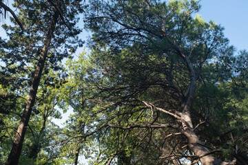 Obraz premium Pine forest on a sunny day. Tall pines trees on a blue sky background for publication, poster, calendar, post, screensaver, wallpaper, postcard, banner, cover. High quality photo
