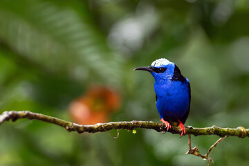 Red-legged honeycreeper (Cyanerpes cyaneus) adult male sitting on a twig with a green background.A...