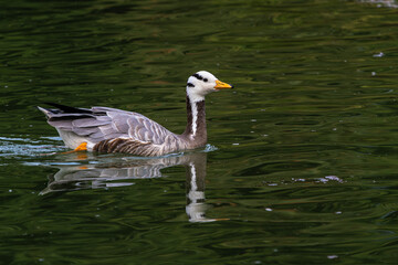 Fototapeta premium The bar-headed goose, Anser indicus seen in English Garden in Munich