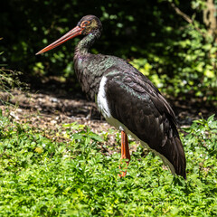 Black stork, Ciconia nigra in a german nature park