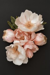 Elegant pink peonies on dark background: natural beauty and soft petals