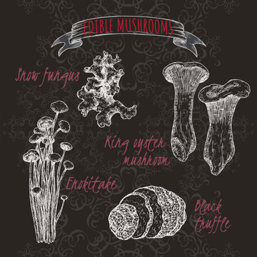 Set of sketches with snow fungus, king oyster mushroom, enokitake mushroom and black truffle on black.