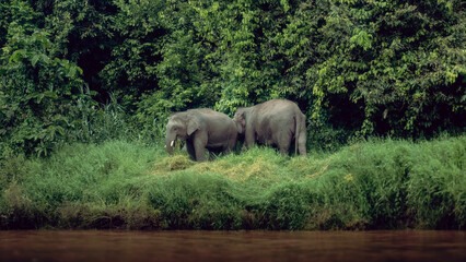 Elefante pigmeno © Oihane