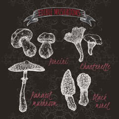 Set of sketches with porcini mushroom, golden chanterelle, parasol mushroom and black morel on black.