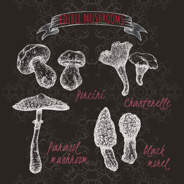 Set of sketches with porcini mushroom, golden chanterelle, parasol mushroom and black morel on black.