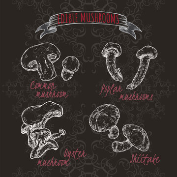 Set of sketches with common mushroom, oyster mushroom, shiitake and poplar mushroom on black.