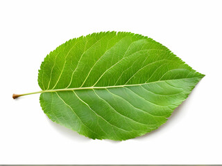 Obraz premium green leaf isolated on white