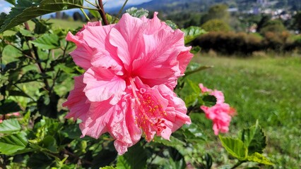 Naturaleza en fucsia sereno