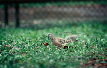 Obraz premium zebra dove