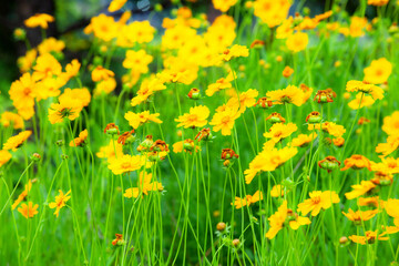 Obraz premium The beautiful yellow golden chicken chrysanthemum garden has a blurred background, which can be used as a green and environmentally friendly background material