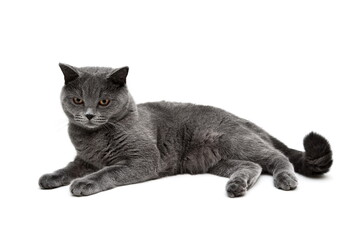 Young gray cat on a white background.
