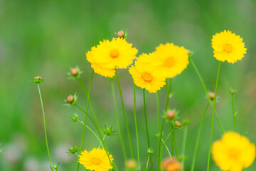 Obraz premium The beautiful yellow golden chicken chrysanthemum garden has a blurred background, which can be used as a green and environmentally friendly background material