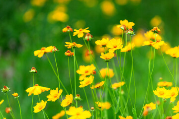 Fototapeta premium The beautiful yellow golden chicken chrysanthemum garden has a blurred background, which can be used as a green and environmentally friendly background material