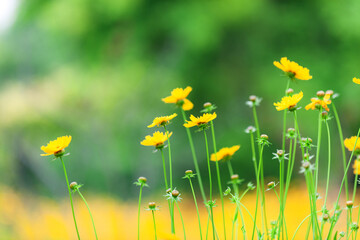Obraz premium The beautiful yellow golden chicken chrysanthemum garden has a blurred background, which can be used as a green and environmentally friendly background material