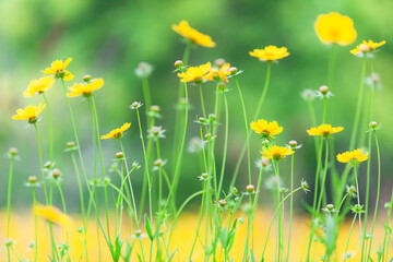 Fototapeta premium The beautiful yellow golden chicken chrysanthemum garden has a blurred background, which can be used as a green and environmentally friendly background material