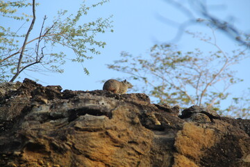moc&oacute;, roedor da caatinga brasileira