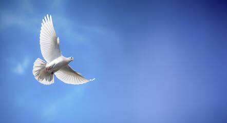 Fototapeta premium White dove flying in the air with wings spread wide open against a bright blue sky. Symbolic of peace and love to mankind.