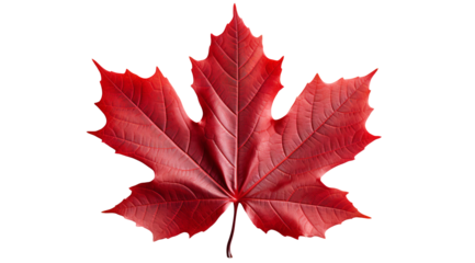 a brown leaf on a white background