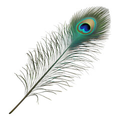 A single iridescent peacock feather displays its characteristic eye pattern isolated on a stark transparent background for design.